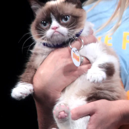 Grumpy Cat